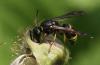Ancistrocerus trifasciatus trifasciatus